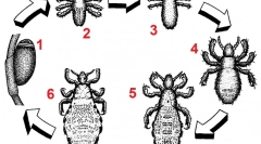 Životný cyklus a reprodukčná rýchlosť vši